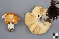 Russula decolorans image